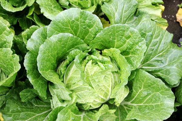 消费扶贫产品库